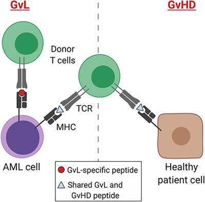 The Graft-Versus-Leukemia Effect in AML